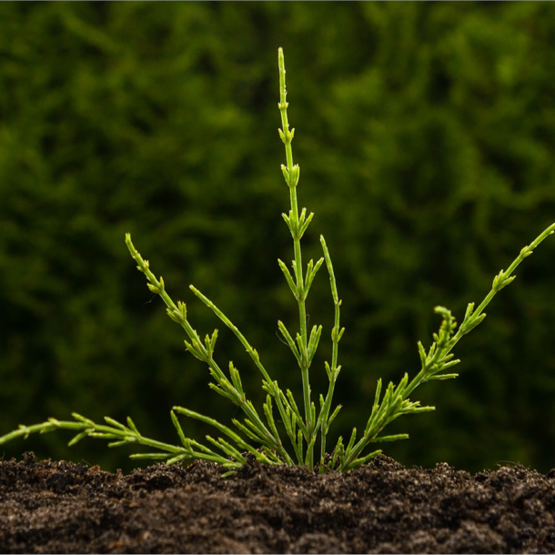 Grøn agerpadderokke der vokser op af jorden 