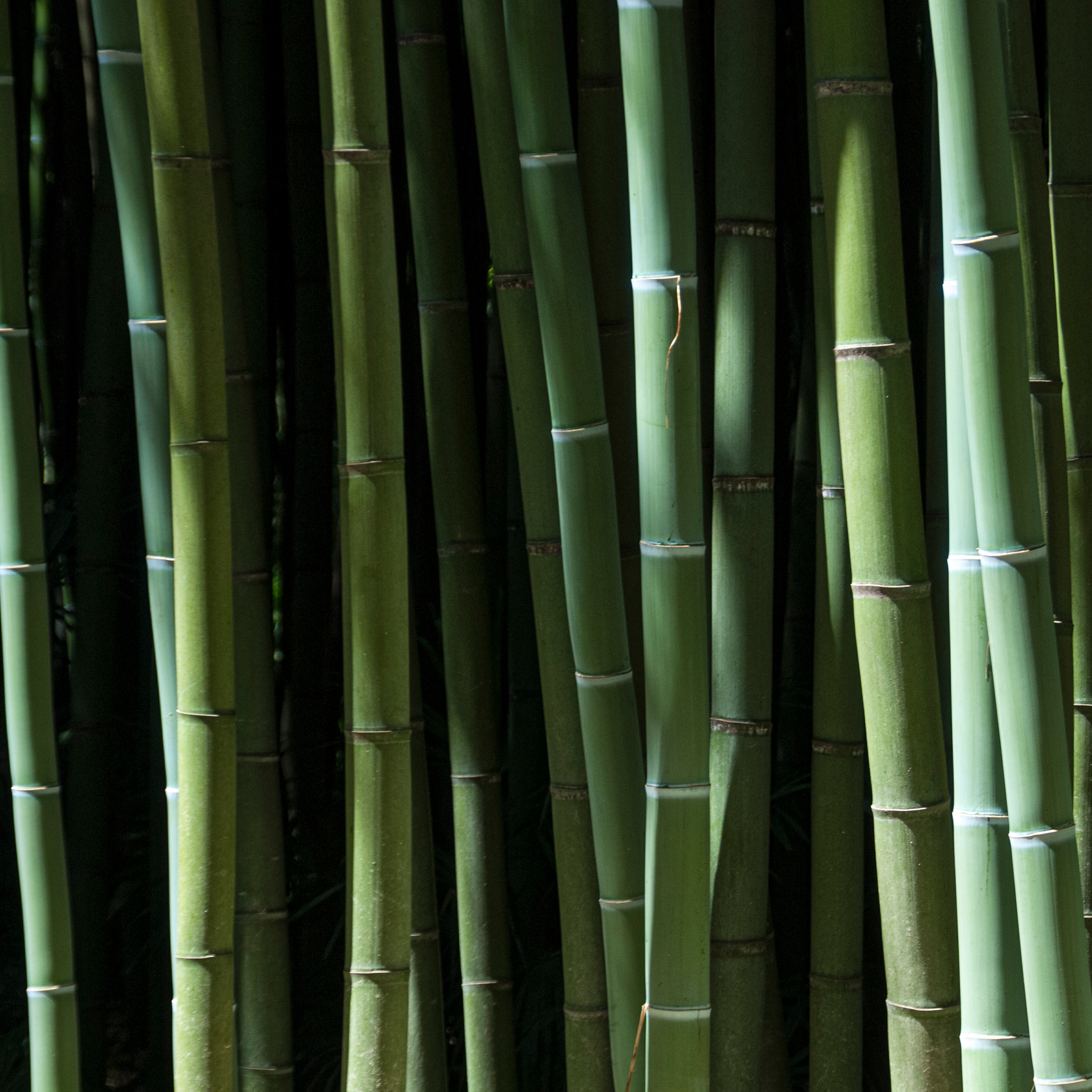 Bambus kosttilskud sandvig pharma